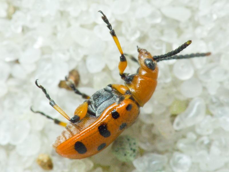 Crioceris duodecimpunctata (Linnaeus, 1758)